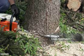 How Our Tree Care Process Works  in Salida, CO