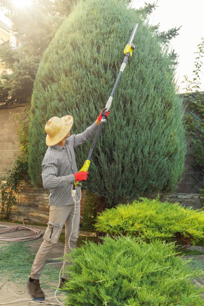 Professional Tree Services in Salida, CO