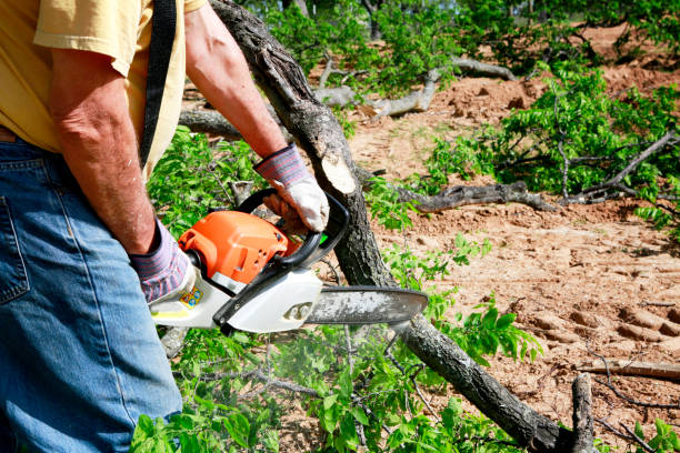 Best Tree Health Inspection  in Salida, CO